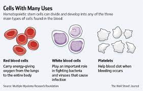 The Science of Cord Blood: Hope for the Future